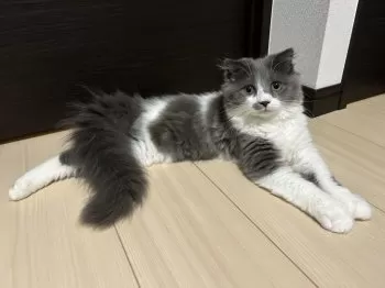 nana 様のお迎えした子猫