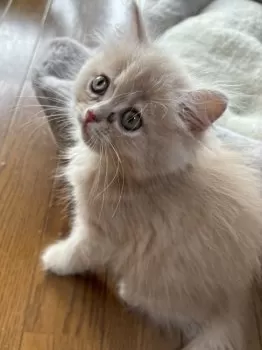 S.N 様のお迎えした子猫