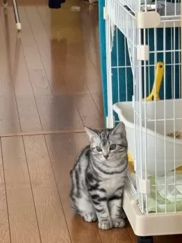 Y.A 様のお迎えした子猫
