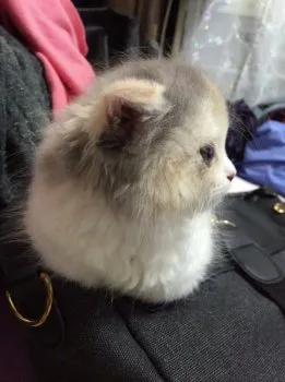 こはる 様のお迎えした子猫