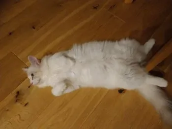 のあ 様のお迎えした子猫