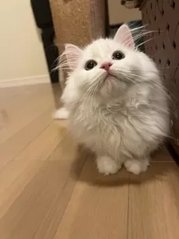 M.T 様のお迎えした子猫