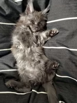 M 様のお迎えした子猫