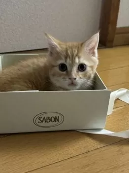 N.N 様のお迎えした子猫