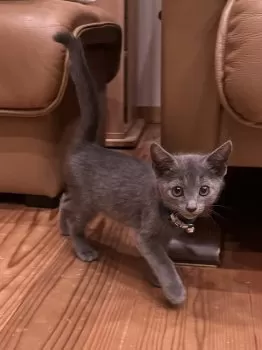 K 様のお迎えした子猫