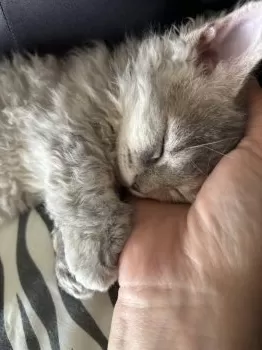 ゆう 様のお迎えした子猫