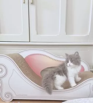 shioHOUSE 様のお迎えした子猫