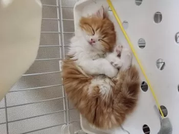 なつ 様のお迎えした子猫