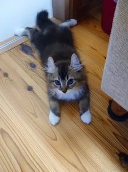 でこちん 様のお迎えした子猫