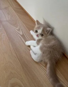 S.H 様のお迎えした子猫