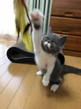 A.I 様のお迎えした子猫