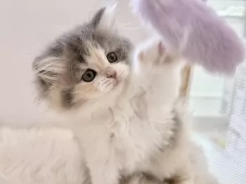 よっしー 様のお迎えした子猫