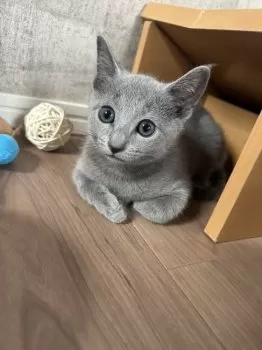 Y.S 様のお迎えした子猫