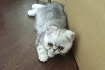 chi-chang 様のお迎えした子猫