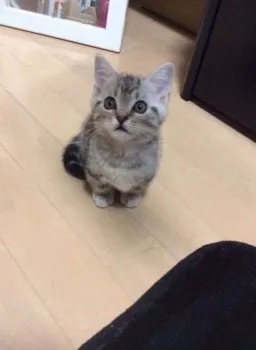 木村 様のお迎えした子猫