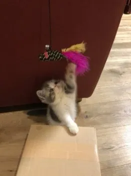 くー 様のお迎えした子猫