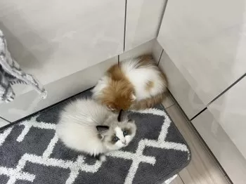 酢豚 様のお迎えした子猫