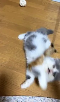 フルーツ 様のお迎えした子猫
