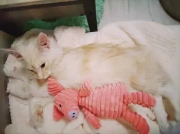 mi 様のお迎えした子猫