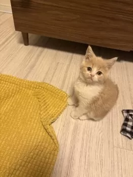 Y 様のお迎えした子猫