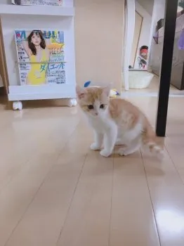 みきてぃ 様のお迎えした子猫