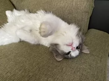T.N 様のお迎えした子猫