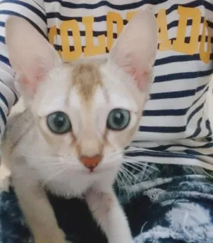 まこ 様のお迎えした子猫