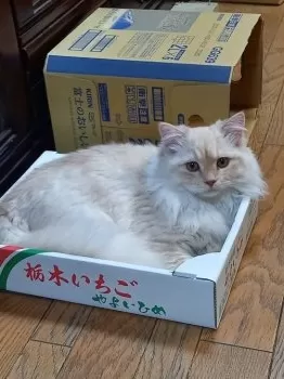 ゴエモン 様のお迎えした子猫