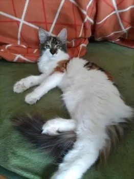 まゆ 様のお迎えした子猫