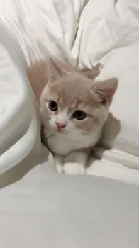 とら 様のお迎えした子猫