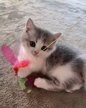 むーちゃん 様のお迎えした子猫