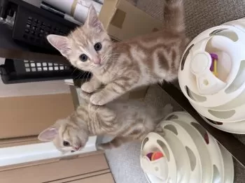 シエル 様のお迎えした子猫
