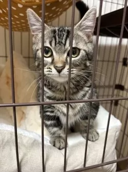 A.M 様のお迎えした子猫