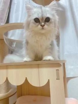 S.K 様のお迎えした子猫