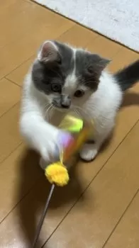 N.O 様のお迎えした子猫