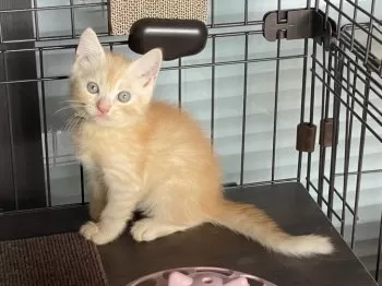 ころみみ 様のお迎えした子猫