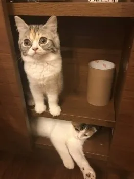 momo 様のお迎えした子猫