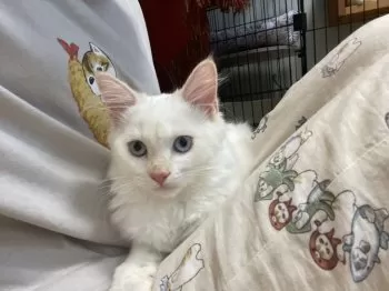 K.S 様のお迎えした子猫