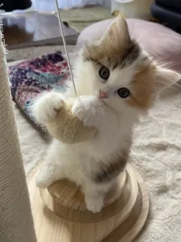 CocoChan 様のお迎えした子猫