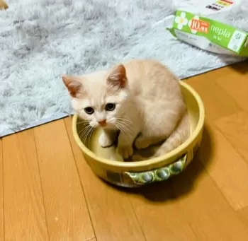 わい 様のお迎えした子猫