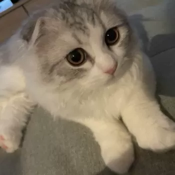 M.S 様のお迎えした子猫