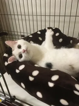 ひめママ 様のお迎えした子猫