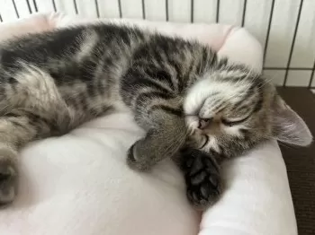 Y.T 様のお迎えした子猫