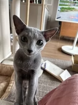 jiji 様のお迎えした子猫