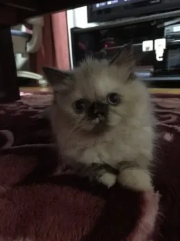 藤原 葉月 様のお迎えした子猫