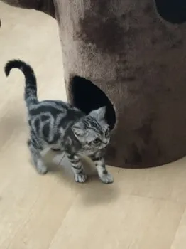 ジュジュパパ 様のお迎えした子猫