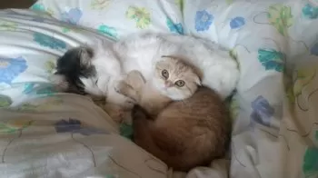 たま 様のお迎えした子猫