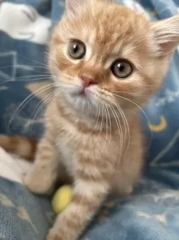 とらジロー 様のお迎えした子猫