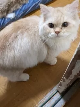 ありのまま 様のお迎えした子猫
