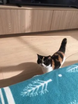 S.T 様のお迎えした子猫